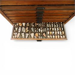 20th century oak printers cabinet, the rectangular top over a bank of twelve shallow drawers each fitted with a metal label handle, the drawers internally compartmentalised and containing an assortment of shells, raised on a shaped plinth base