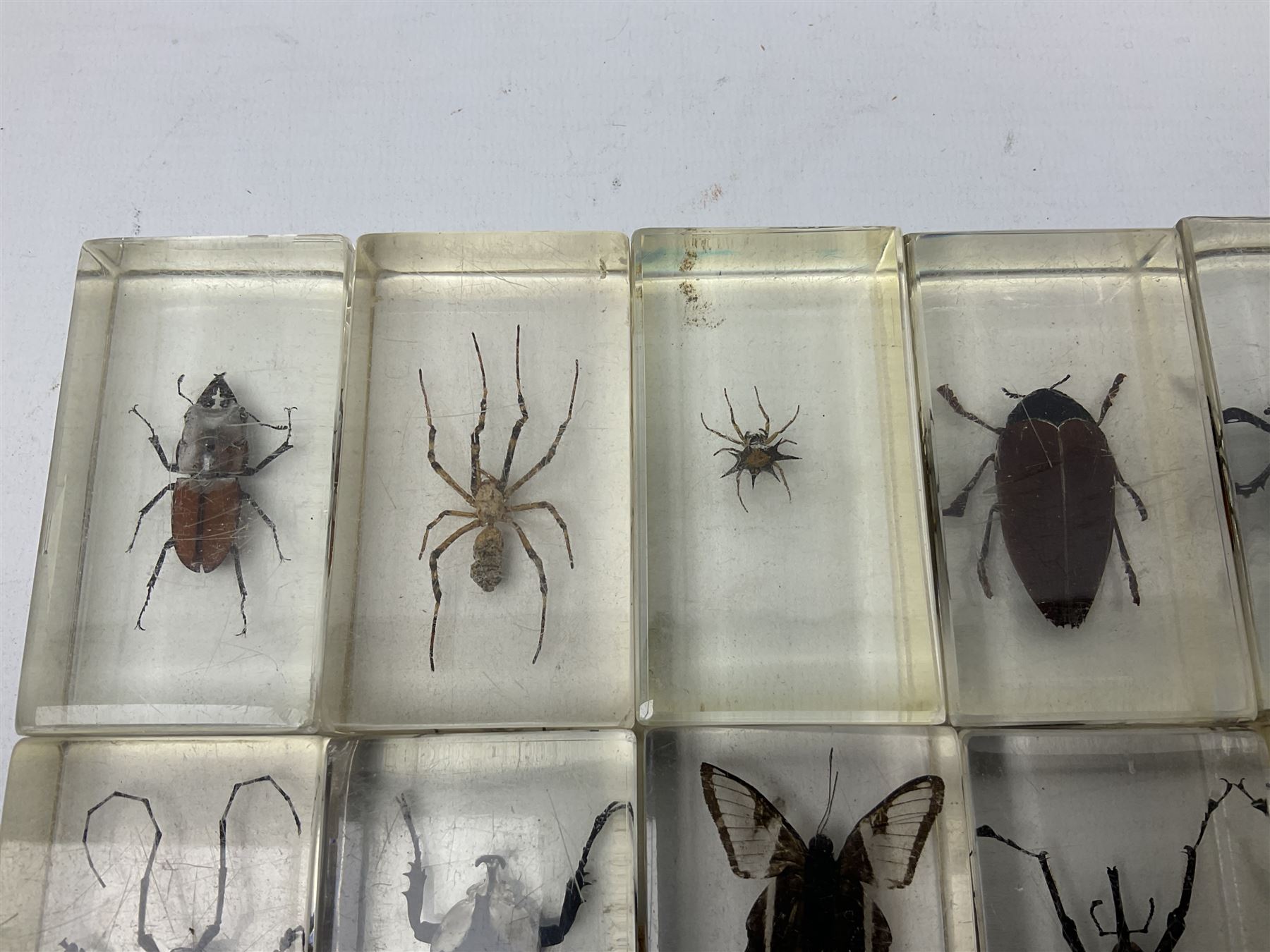 Entomology; collection of thirty nine insect specimens, each in an acrylic block, to include rhinoceros beetle, Ischiopsopha beetle, Praying mantis, scorpions etc 