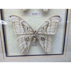 Entomology: Two gilt framed displays of three atlas moths 'Attacus atlas', one display a single atlas moth, the other containing two atlas moths, largest frame H58cm, L64cm     