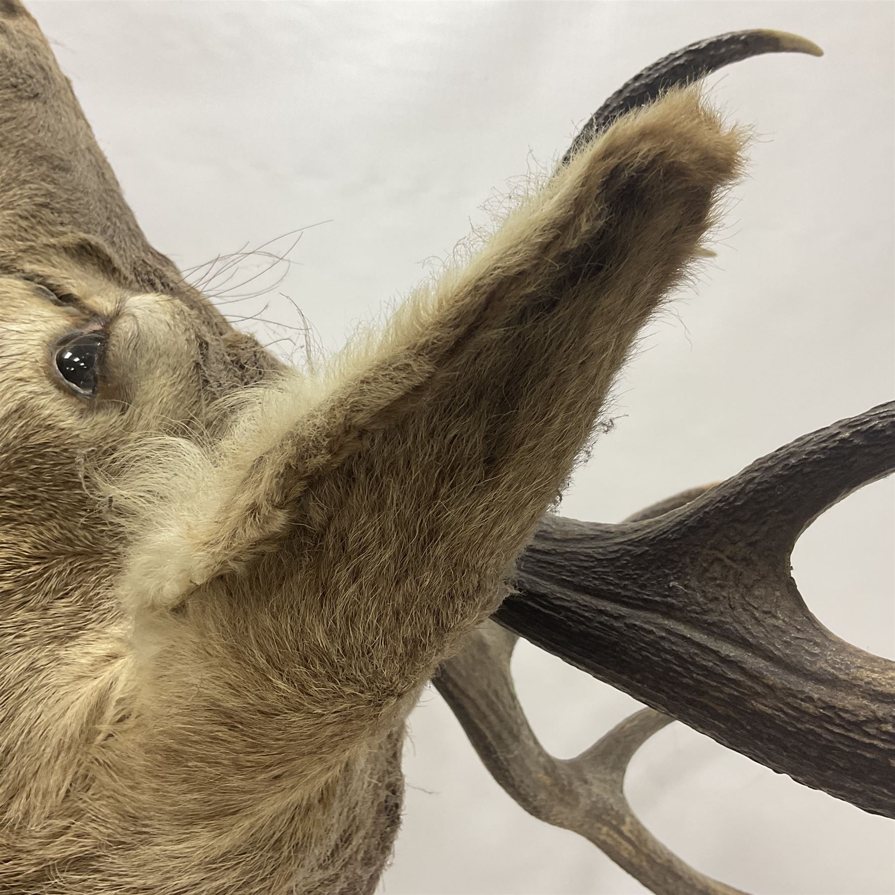 Taxidermy: Red Deer (Cervus elaphus), adult male imperial stag shoulder mount looking straight ahead, ten point antlers, mounted upon a shaped wooden shield, D65cm