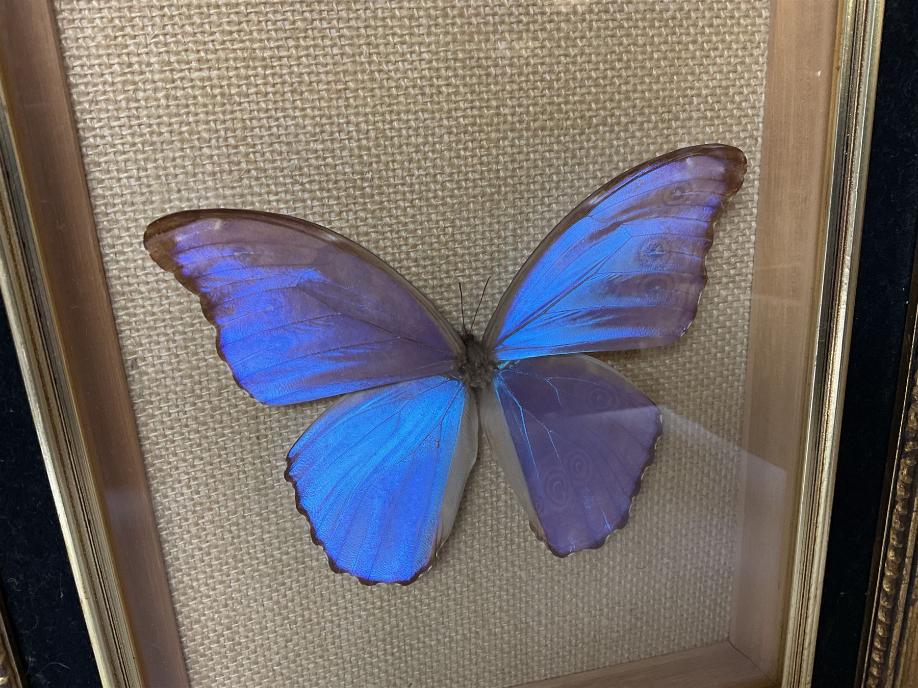 Entomology: Twelve framed displays contain thirteen specimens of tropical moths and butterflies, each mounted within gilt wall hanging picture frames of various sizes, specimens including Morpho Godarti, Caligo idomeneus, Cisseis morpho, Cathosia biblis etc, largest L35cm W30cm 