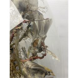 Taxidermy; large Victorian domed taxidermy diorama study of birds, with seventeen specimens including Ring Necked Parakeet, Blue Winged Warbler and Blackbird, the glass dome upon an ebonised wooden base, H77cm, W44cm