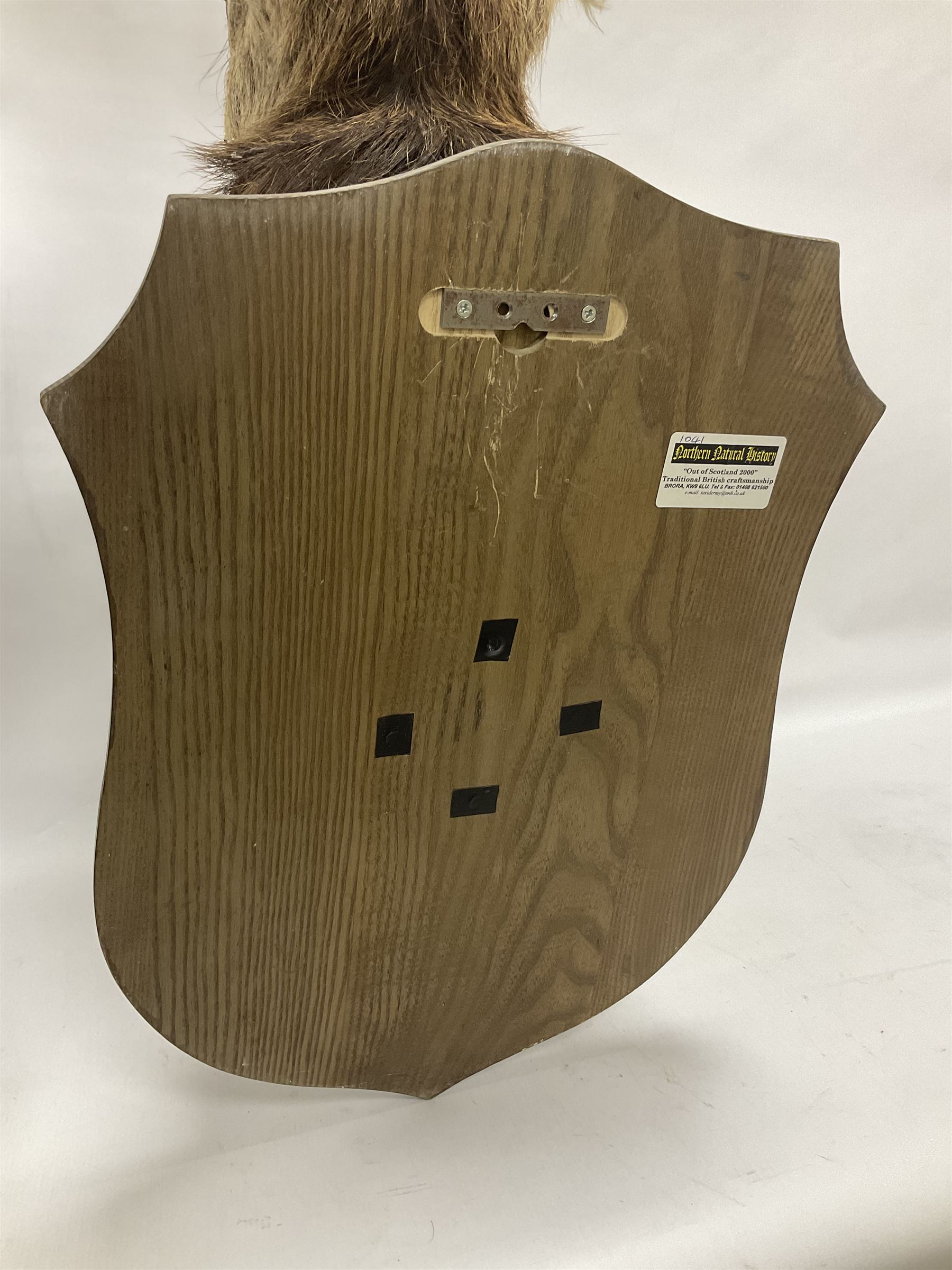 Taxidermy: Red Deer (Cervus elaphus), adult male imperial stag shoulder mount looking straight ahead, ten point antlers, mounted upon a shaped wooden shield, D65cm