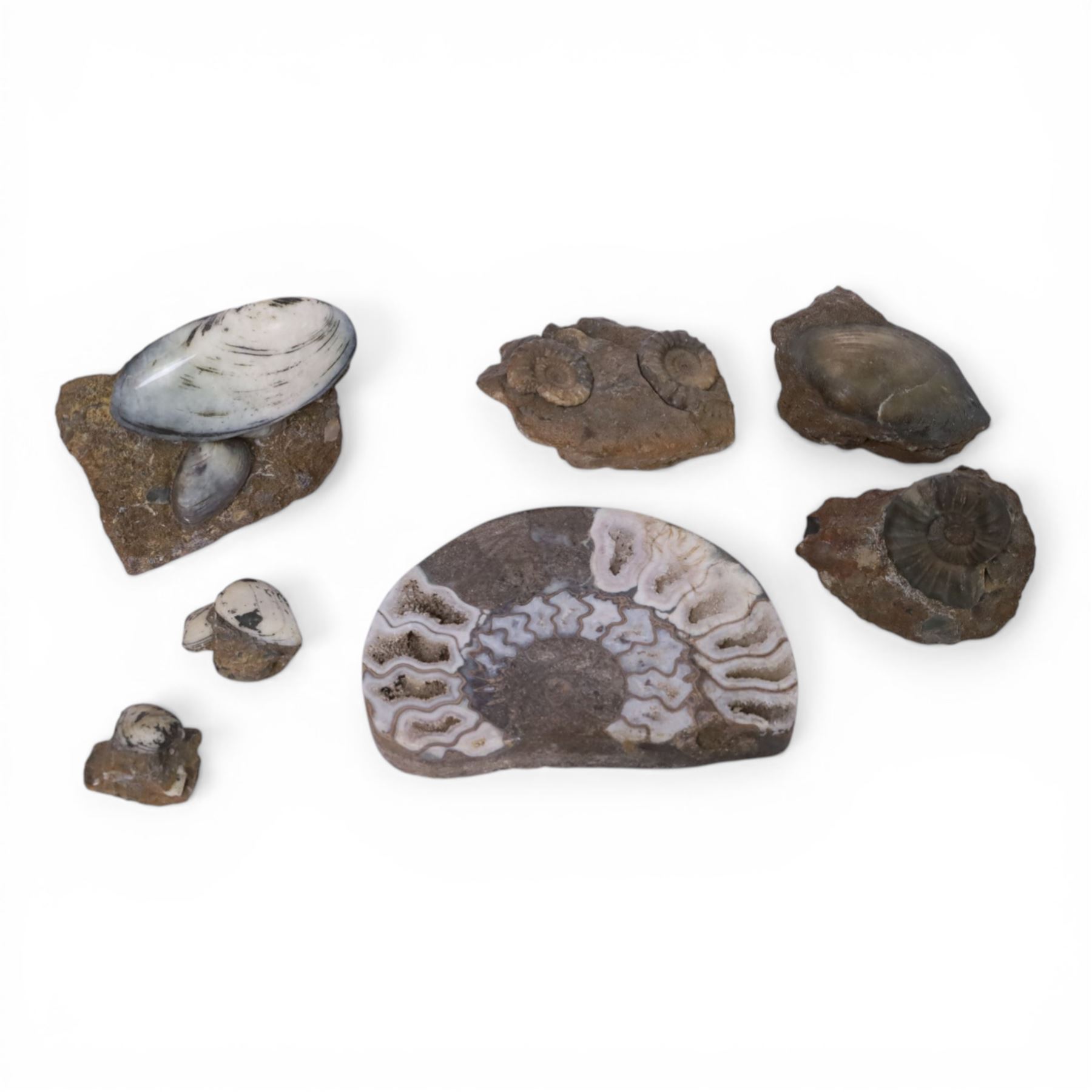 Aegasteroceras sp (ammonite) age; Lower Jurassic period, location; Scunthorpe, England, Cardinia hybrida (bivalve), age Jurassic period, location; Scunthorpe England, Promicroceras Planicosta (ammonites) age; Jurassic period, loication; Lyme Regis, England and other English specimens    