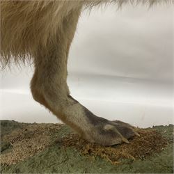 Taxidermy: European Red Fox (Vulpes vulpes), full mount adult on open display with standing alert with ears forward front paw raised, upon a naturalist base, H62cm, L78cm