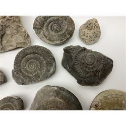 Collection of Cephalopods, mainly ammonites and molluscs, of various sizes, largest H15cm, L21cm