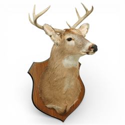 Taxidermy - White-tailed Deer (Odocoileus virginianus), adult male stag shoulder mount looking outward, eight point antlers, mounted on wooden shield, W49m  H92cm, extension 53cm