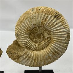 Pair perisphinctes ammonite fossils, each individually mounted upon a rectangular wooden base, age; Middle Jurassic location; Madagascar 
