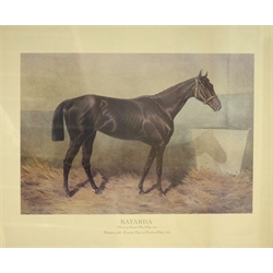  'Bayarda - Winner of the Royal Hunt Cup 1885 - Champion of the Doncaster Cup and Goodwood Stakes 1888', colour print 49cm x 60cm  