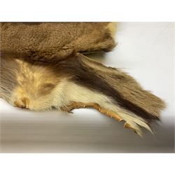Taxidermy: Roe deer (Capreolus capreolus) plet, L76cm