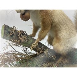 Taxidermy: Victorian cased Red Squirrel (Sciurus vulgaris), full mount adult, upon a tree branch with a naturalistic ground, enclosed beneath a period oval glass dome with ebonised base, raised upon four bun feet, H36cm 