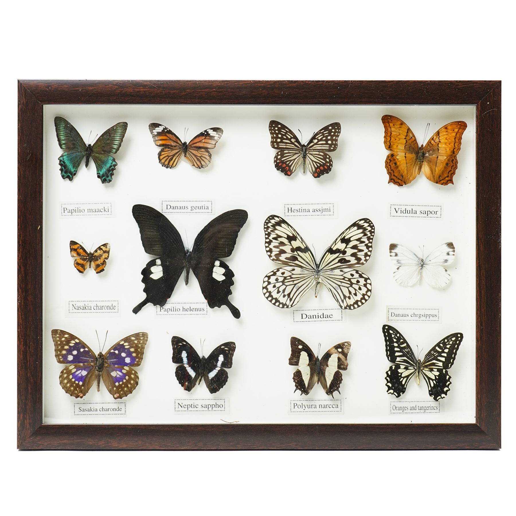 Entomology - Collection of butterfly specimens, presented in two cases, 33cm x 42cm 