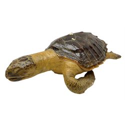 Taxidermy: Hawksbill Sea Turtle (Eretmochelys imbricata), juvenile full mount, beak to shell base L43cm