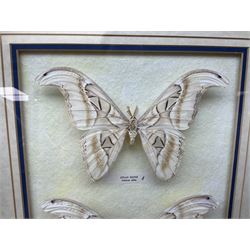 Entomology: Two gilt framed displays of three atlas moths 'Attacus atlas', one display a single atlas moth, the other containing two atlas moths, largest frame H58cm, L64cm     