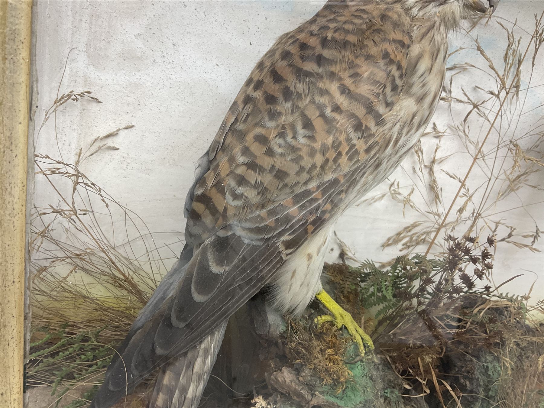 Taxidermy; Victorian cased bird diorama,  pair of Kingfishers (Alcedo Athis) adult mounts and Kestrel (Falco tinnunculus) adult mount, in a naturalistic setting with one kingfisher in flight, encased within a three pane display case, H45cm, L72cm