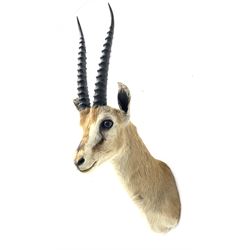Taxidermy: Eastern Thomson's Gazelle (Eudorcas thomsoni) male, shoulder mount with head turning slightly to the left, right ear tip missing, left ear tip restored, H65cm