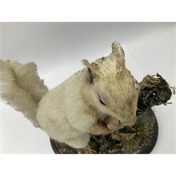 Taxidermy: Victorian cased Red Squirrel (Sciurus vulgaris), full mount holding a hazelnut, upon naturalistic ground, enclosed beneath a period oval glass dome with ebonised base, raised upon four bun feet H44cm D15cm W24cm