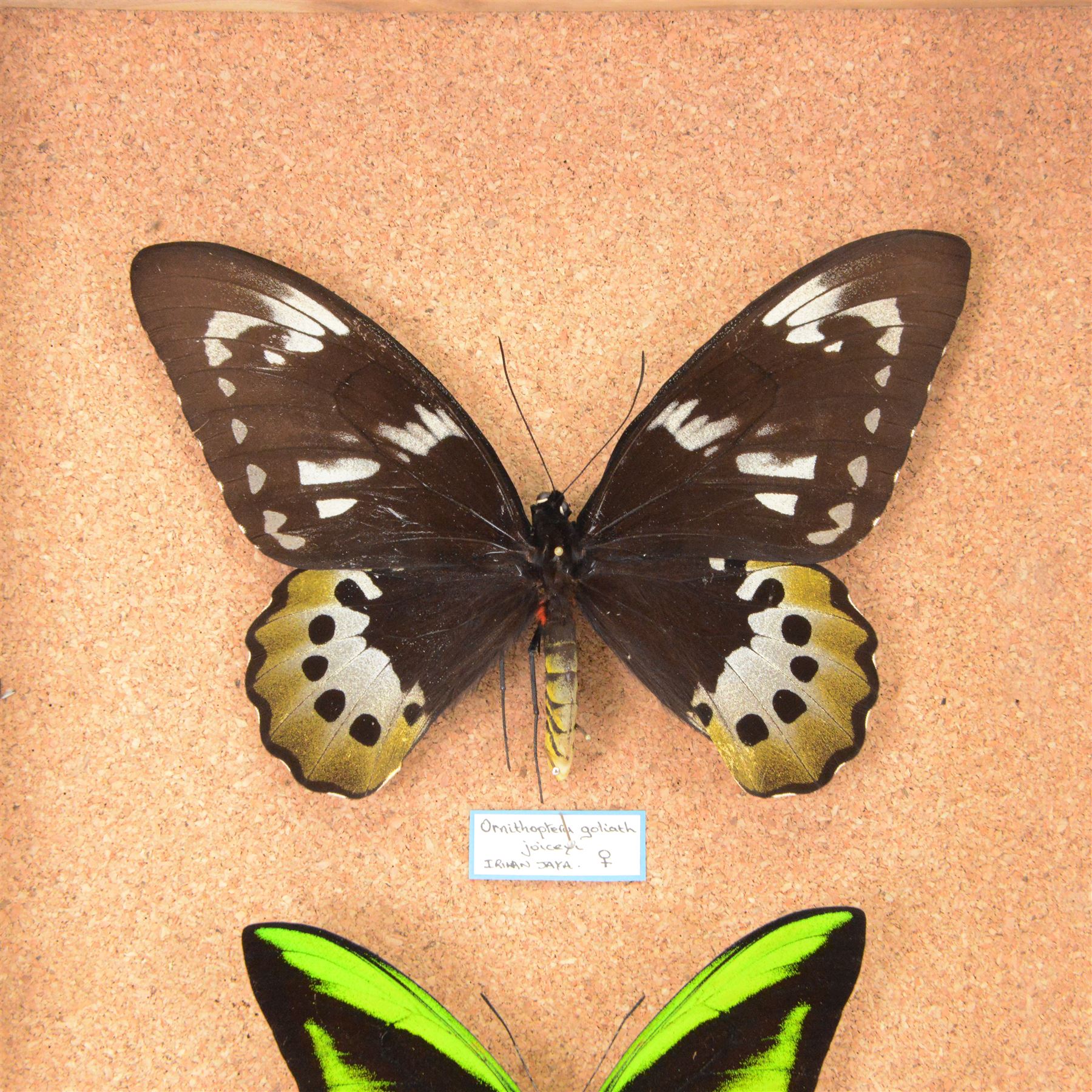 Entomology; pair of Goliath birdwing butterfly (Ornithoptera Goliath) male and female specimens, Please note due to Cities regulations this lot is available to UK buyers only, CITES annex B appendix II.
