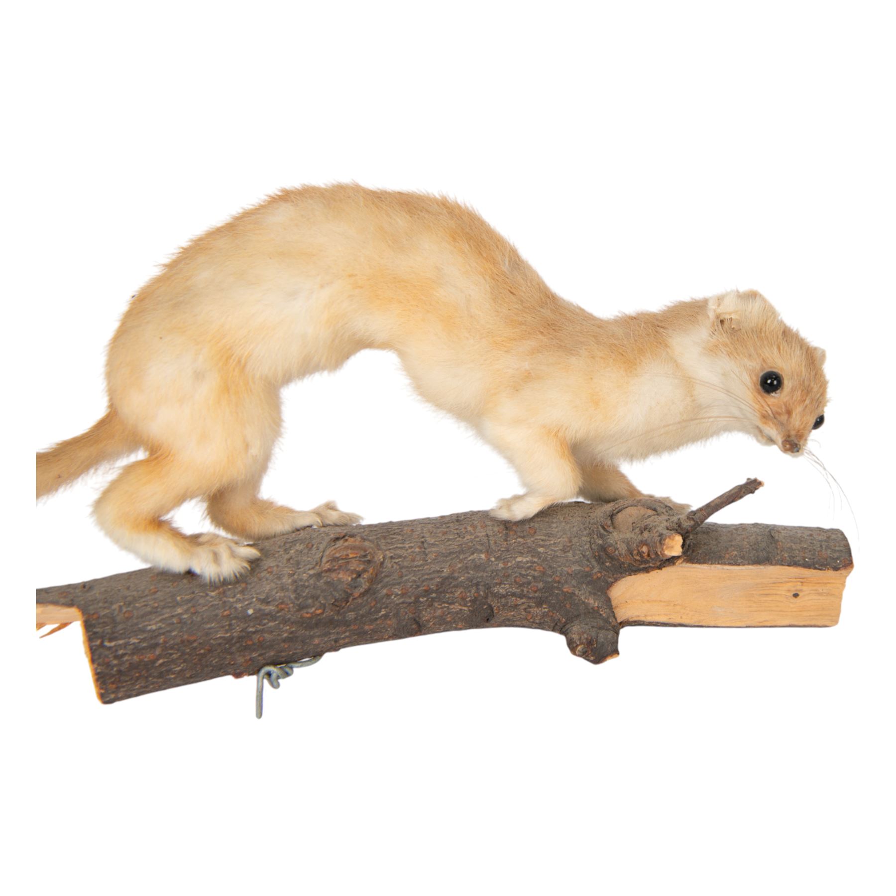 Taxidermy; Eurasian Stoat (Mustela erminea) full adult mount on open display, upon a branch, together with mouse (Apodemus sylvaticus) on open display and mouse skeleton 