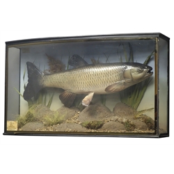  Taxidermy cast - Chub in naturalistic underwater setting, with card 'Chub 5lb 11oz, Caught by J Pugh, River Severn at Ironbridge 26th November 1932' in bow front glazed case, W64cm, H37cm    