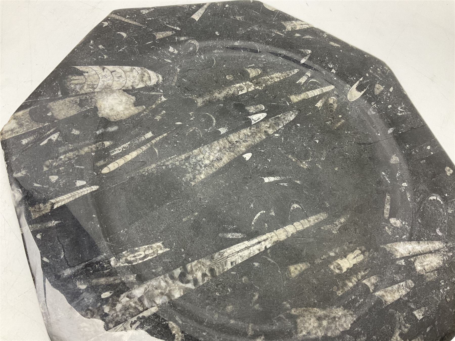 Four octagonal plates, each with Orthoceras and Goniatite inclusions, age: Devonian period, location: Morocco, D30cm