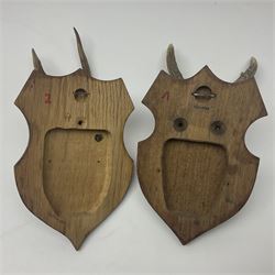 Antlers/Horns: Roe Deer (Capreolus capreolus) ten pairs of roe deer antlers mounted upon wooden shields, shield H19cm 