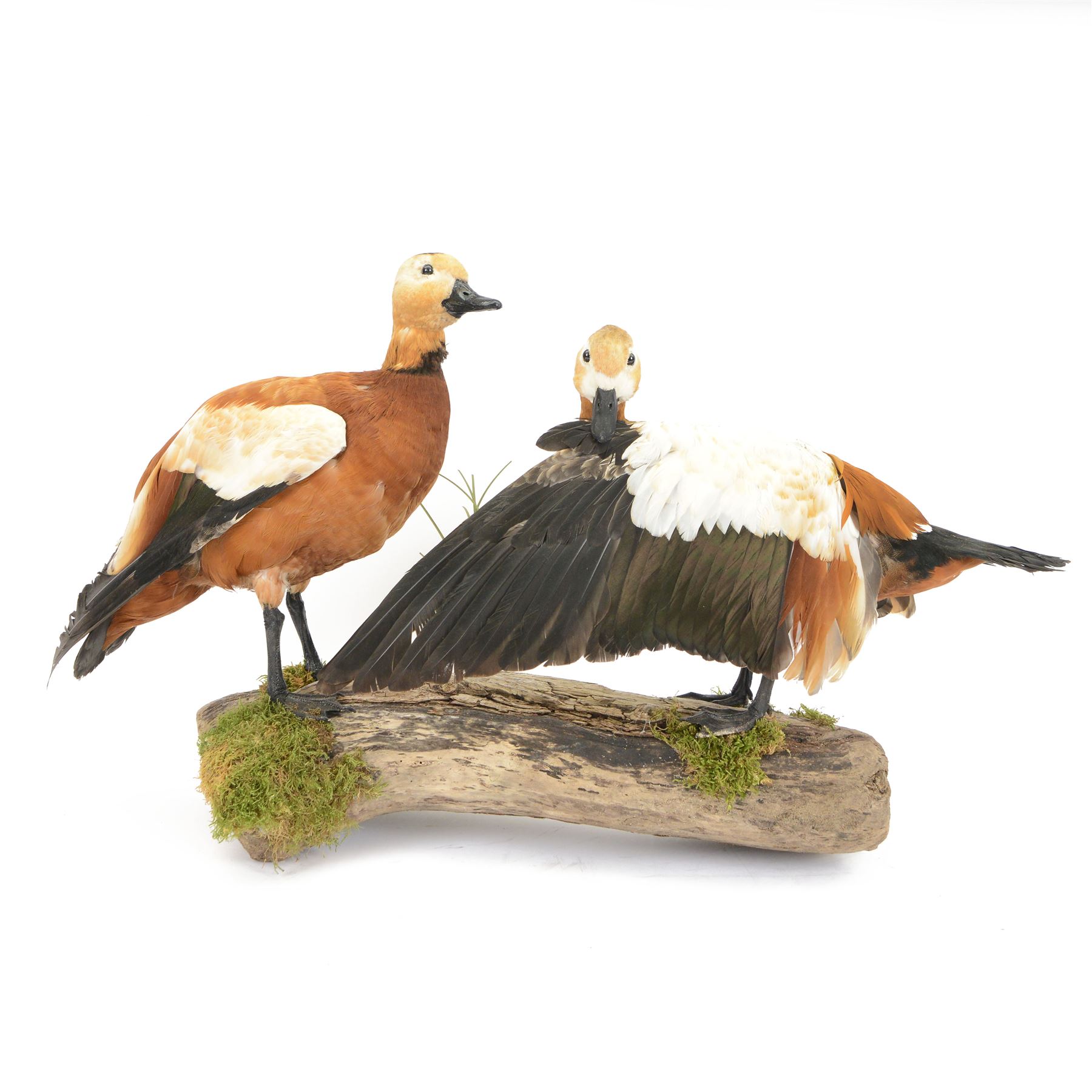 Taxidermy: Pair of Ruddy Shelducks (Tadorna ferruginea), a pair of full adult mounts, stood upon wooden logs with moss, H48cm, L80cm