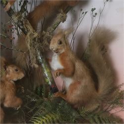 Taxidermy; Victorian diorama Red Squirrels (Sciurus vulgaris), four full adult mounts, two mounted on branches and two below, in a naturalistic setting with a blue faded backdrop within an ebonised glazed corner display case, with taxidermist label to the reverse A T Burt, Croydon, H62cm, W59cm