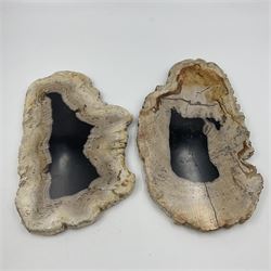 Pair of polished petrified wood slices, sliced in cross-section and polished to both sides, some growth rings still visible and a blackened centre, texture to edges, H17cm, L28cm