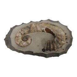 Andiloceras heteromorph ammonite in matrix, age Cretaceous period, location; Volga River, ...