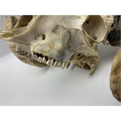Skulls/Horns: Swaledale Ram Skull, (Ovis aries), set of adult horns on upper skull, H17cm