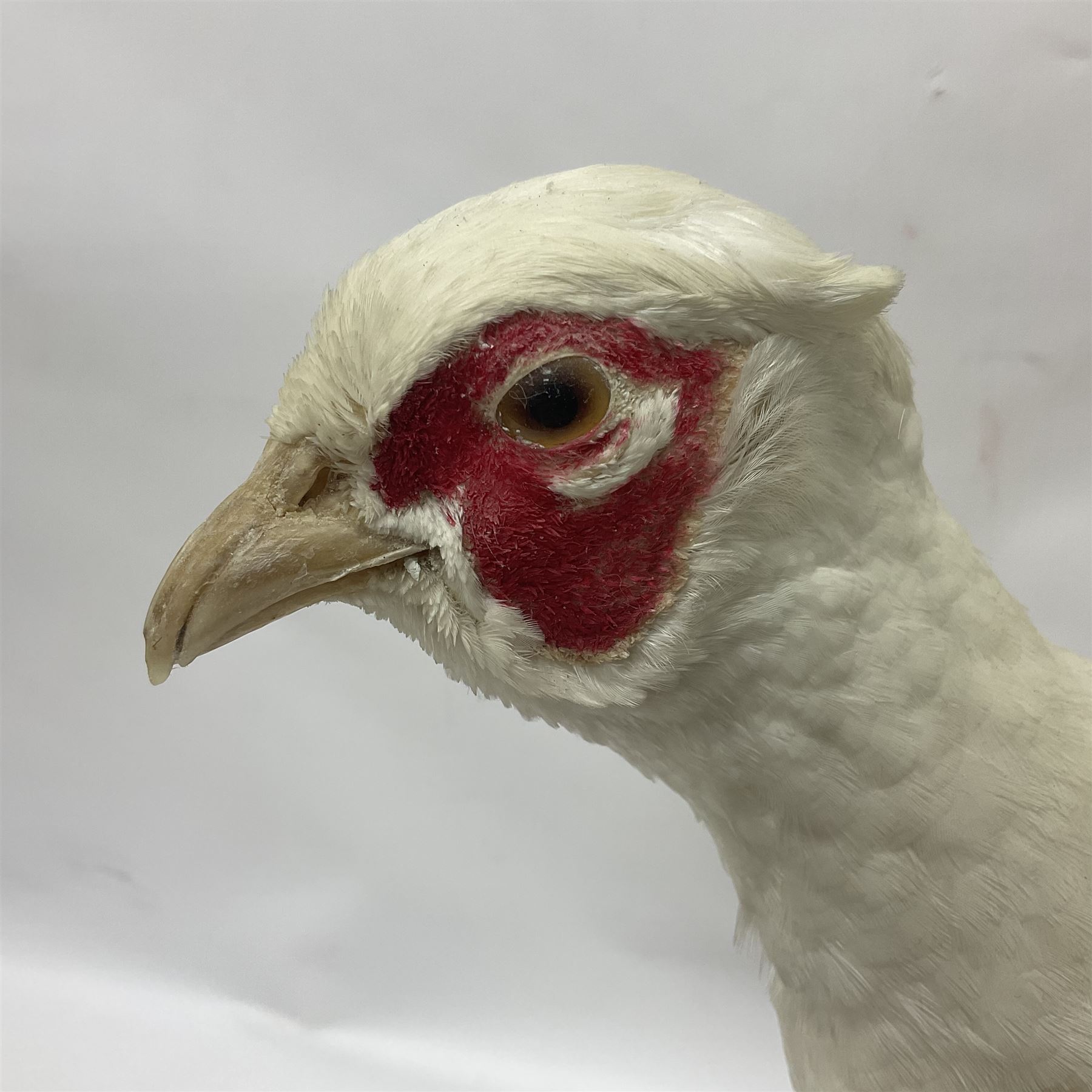 Taxidermy; pair of Common Pheasants (Phasianus Colchicus), white cock and hen adult mounts, upon a wooden base, H51cm  