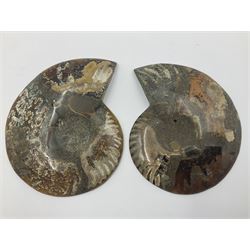 Two ammonite fossil slices, with polished finish, age: Cretaceous period, location: Madagascar, D10cm