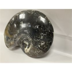 Large polished goniatite, age Devonian period, location Morocco, H16cm, L22cm