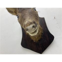 Taxidermy; Roe Deer (Capreolus capreolus), adult Roebuck neck mount looking straight ahead, mounted upon an oak shaped shield, together with a pair of Roe Deer antlers, with partial skull