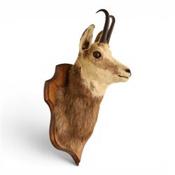 Taxidermy - Alpine Chamois (Rupicapra rupicapra), adult male shoulder mount with head faci...