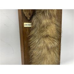 Taxidermy; Red fox (Vulpes Vulpes) tail and paw upon a oak plaque marked 'Staintondale Hunt Feb 23rd 1937', H52cm 