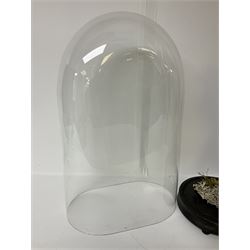 Taxidermy: Victorian cased Peregrine Falcon (Falco peregrinus), full female mount  stood atop a tree stump in a naturalistic ground, enclosed beneath a period oval glass dome with ebonised base, raised upon four bun feet, H54cm D20cm W34cm