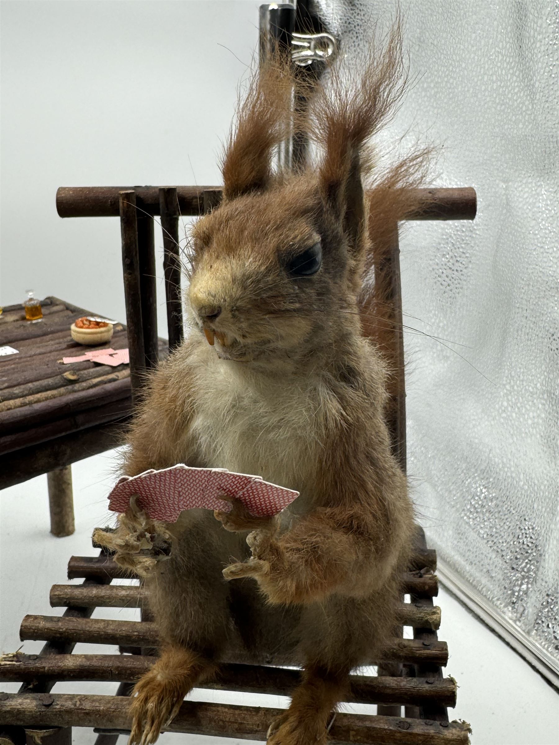 Anthropomorphic Taxidermy: Two red squirrels (Sciurus vulgaris), both seated upon a chair holding playing cards, one smoking a pipe 