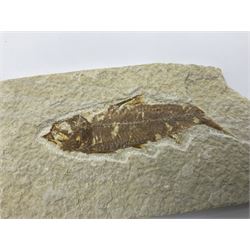 Four fossilised fish (Knightia alta) each in an individual matrix, age; Eocene period, location; Green River Formation, Wyoming, USA, largest matrix H7cm, L9cm