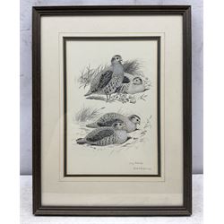 Richard Robjent (British 1937-): 'Grey Partridges', monochrome watercolour signed titled and dated 1982, 28cm x 19cm 