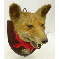  Early 20th century taxidermy Fox mask mounted on oak shield with inscribed silver plaque 'Killed at Hornby Park February 1924', H26cm   