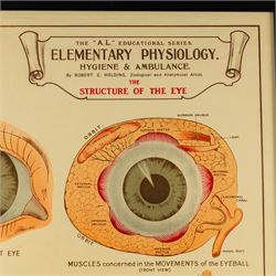Complete set of eight 'AL Educational Series Elementary Physiology Hygiene and Ambulance' medical posters by Robert R Holding (Zoological and Anatomical artist), published by E J Arnold & Son Ltd of Leeds, Glasgow and Belfast, all framed