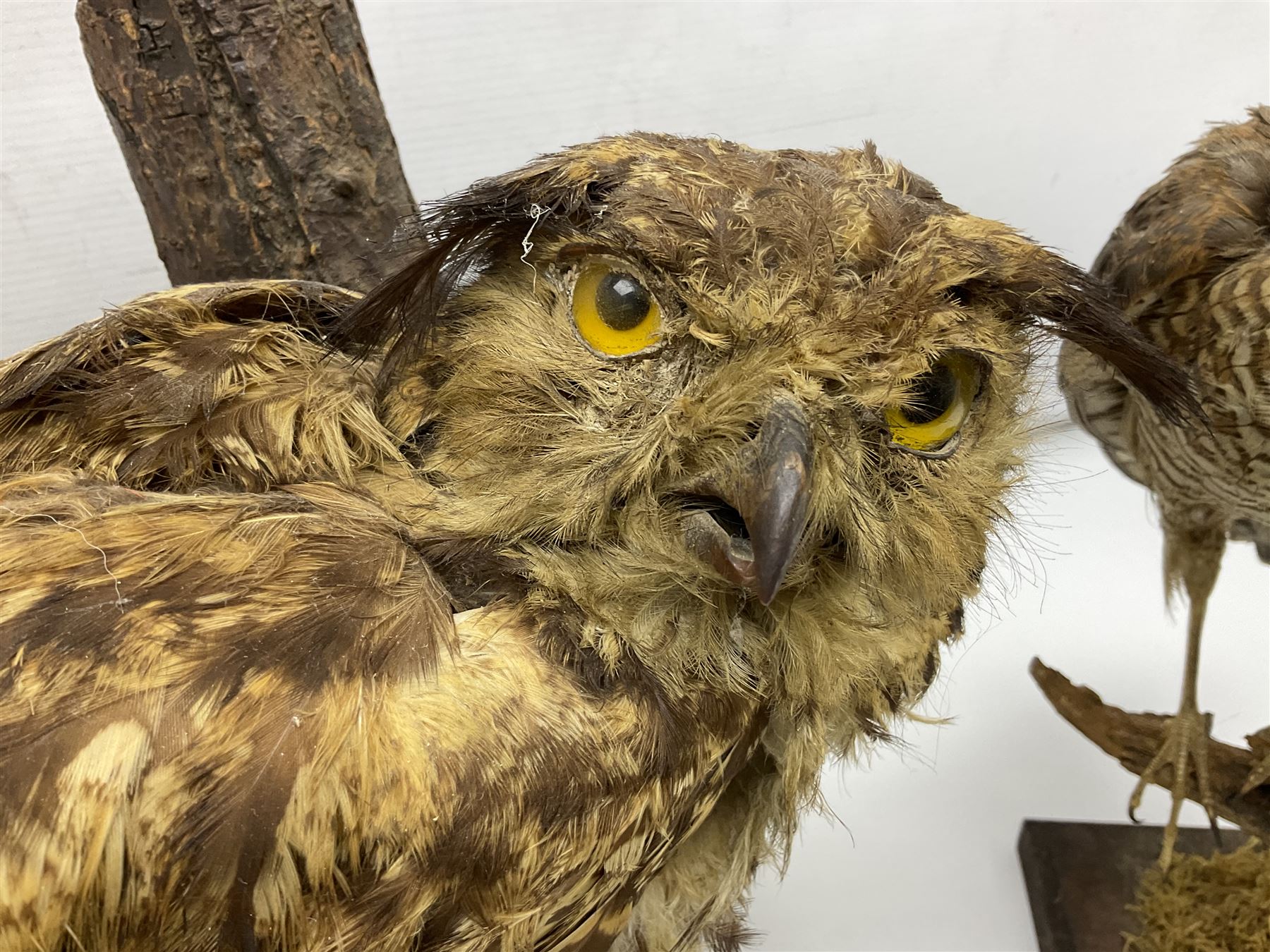 Taxidermy: Long-eared Owl (Asio otus), full adult mount upon a cut tree branch, together with European Sparrowhawk (Accipiter nisus), full adult mount, upon a branch in a naturalistic setting, owl H36cm 
