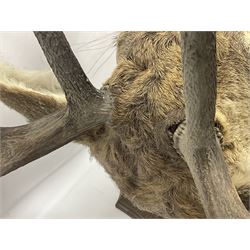 Taxidermy: Red Deer (Cervus elaphus), adult male imperial stag shoulder mount looking straight ahead, ten point antlers, mounted upon a shaped wooden shield, D65cm