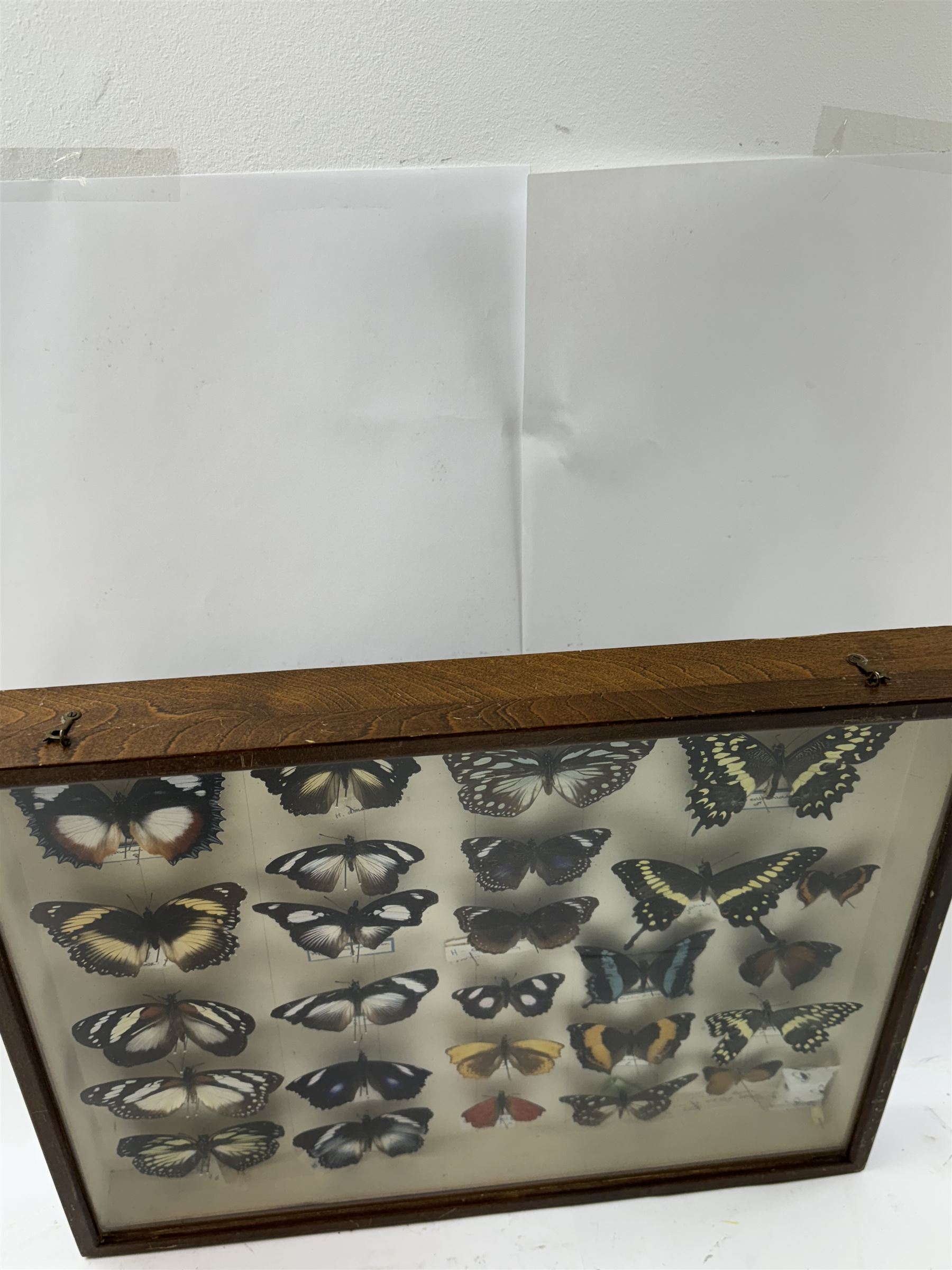 Entomology: Single glazed display of African butterflies, circa 20th century, single glazed display containing twenty six various specimens, many with attached data labels and name labels, all pinned upon foam backing, enclosed within a glazed entomology drawer, makers label to verso 'Product of J.J Hill & Son, London N.W.10' H35cm, L45cm
