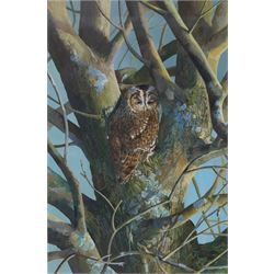 Elaine C Geall (British 1976-): 'African Leopard' and 'Patient Observer - Tawny Owl', acrylic on paper signed, titled verso 29cm x 48cm and 53cm x 35cm (2)