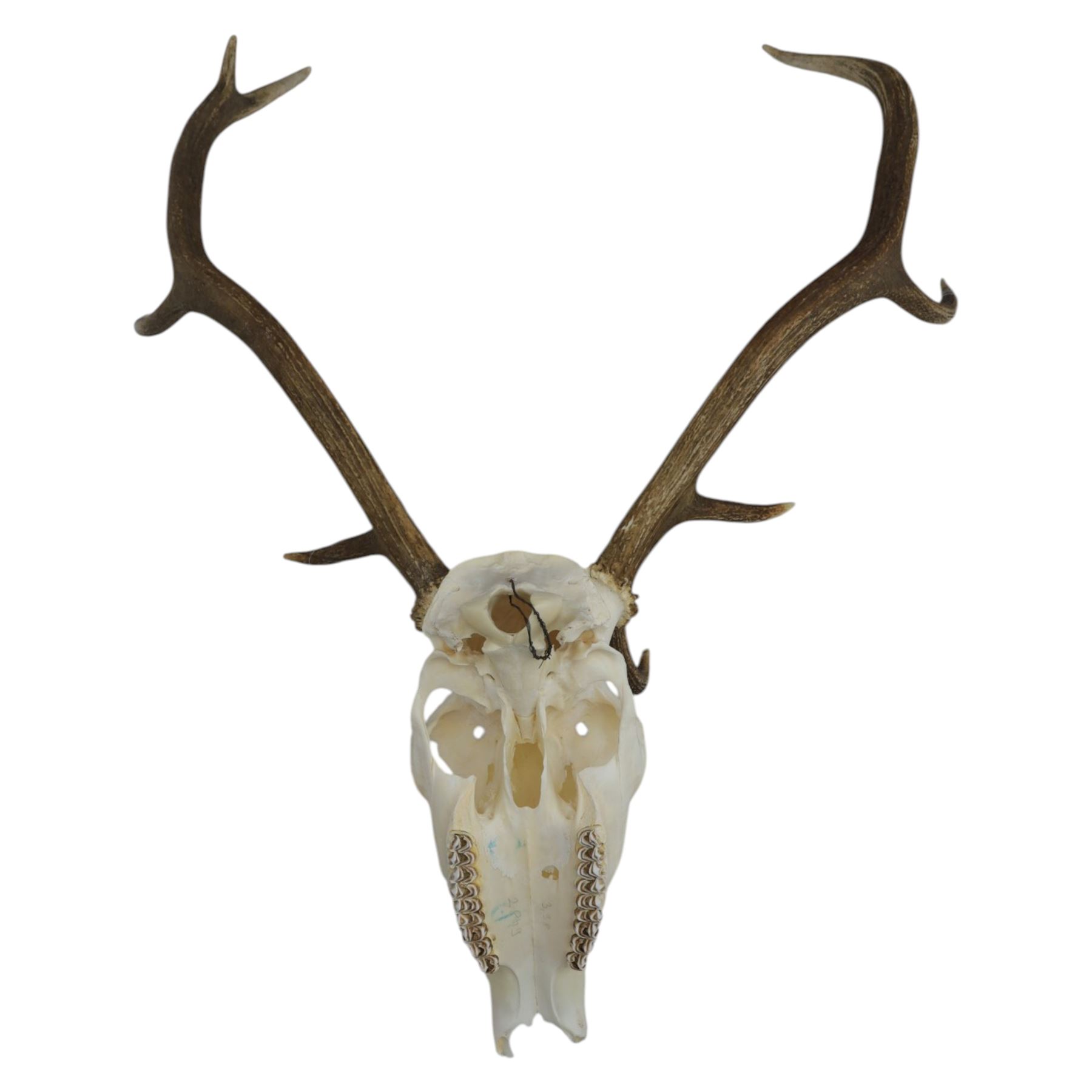 Antlers/Horns: Pair of Red Deer (Cervus elaphus) antlers on skull, H105cm