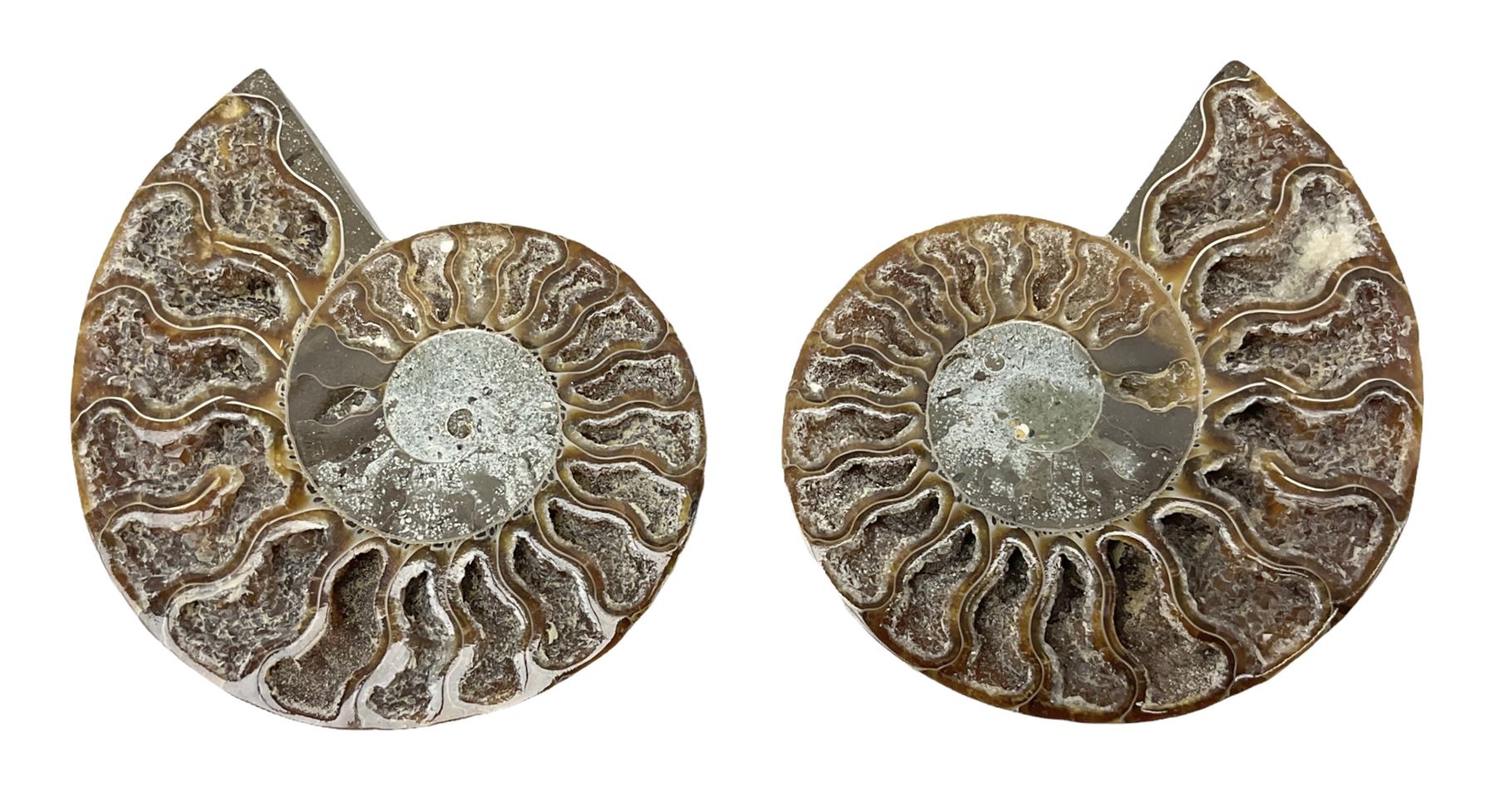 Paleontology: fossilized African Cleoniceras ammonite, the fossil specimen halved and polished, the interiors with crystal formation within chambers, Middle Cretaceous period, c 100 million years old, Madagascar, L8.5cm
