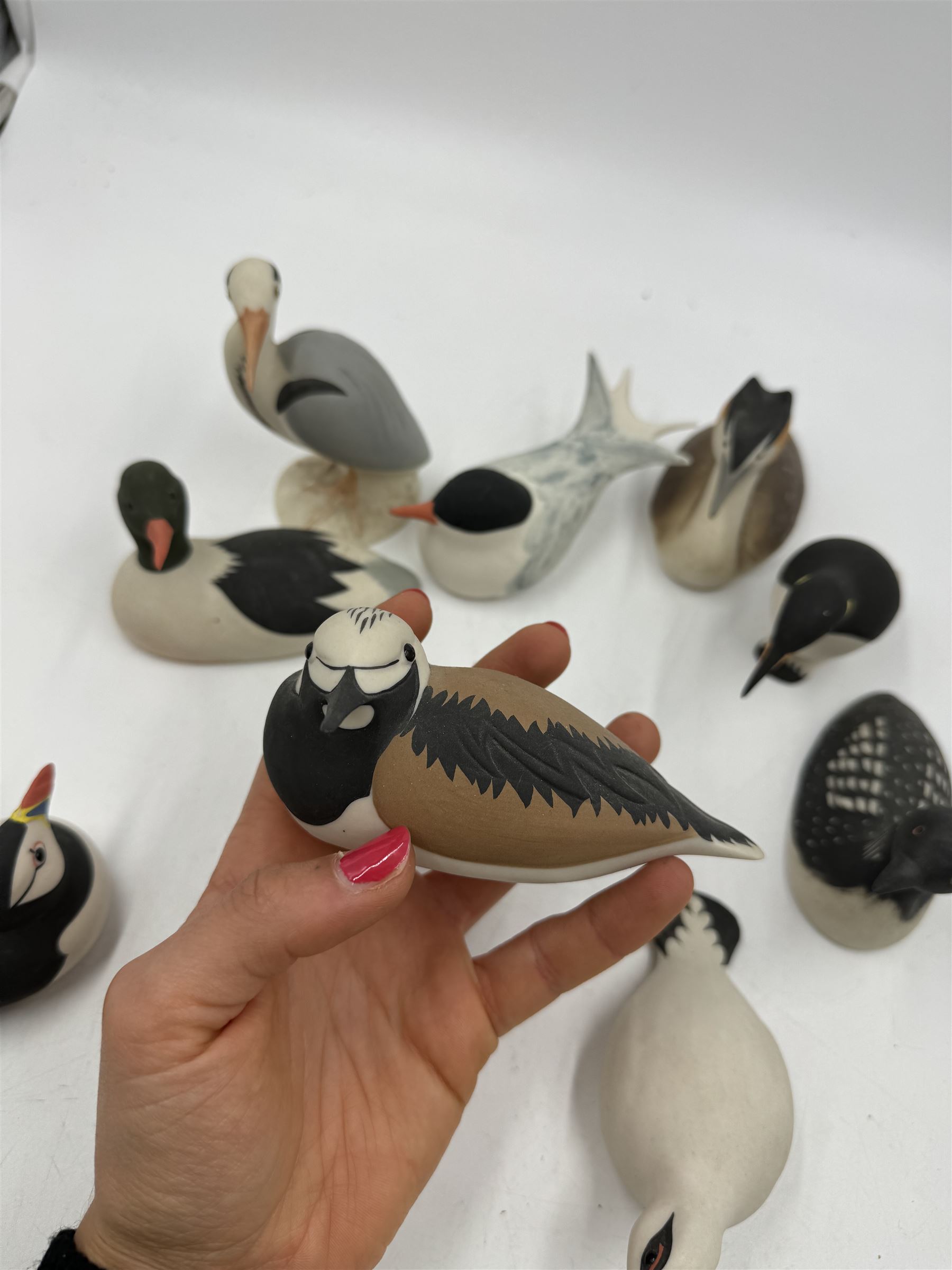 Group of eleven Scottish 'Isle of Arran' bisque porcelain birds, to include Great Northern Diver, Eider, great Crested Greebe, Artic Tern, King Penguin, etc.
